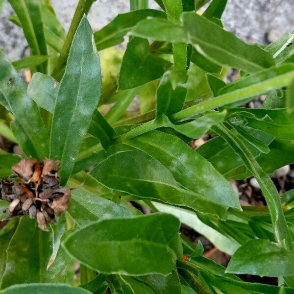 Calendula stellata 葉