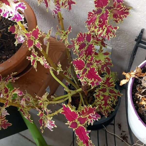 Coleus decurrens Folha