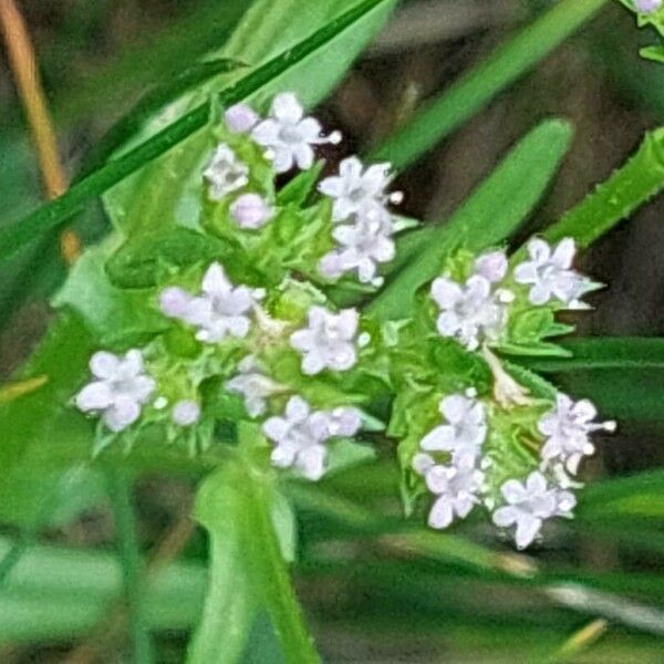 Valeriana dentata Floare