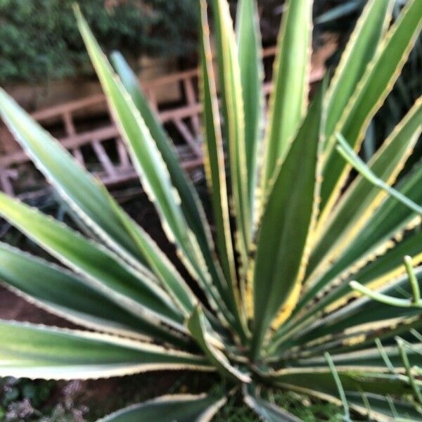 Agave lophantha 葉