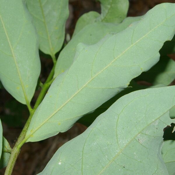 Bunchosia nitida Leaf