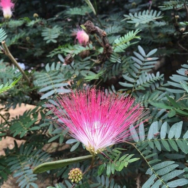 Calliandra surinamensis फूल