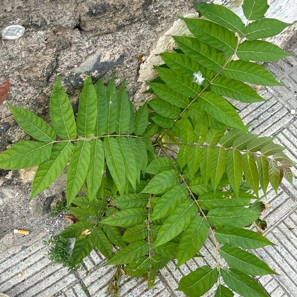 Ailanthus altissima 葉