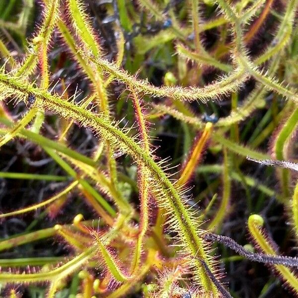 Drosera binata पत्ता