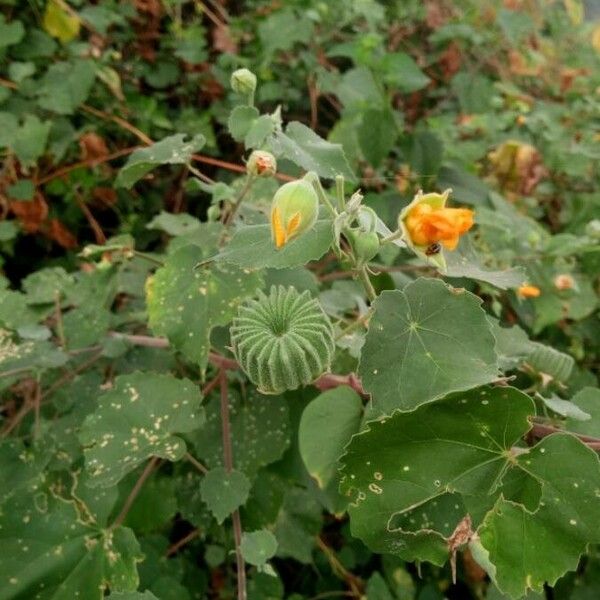 Abutilon theophrasti Fruit