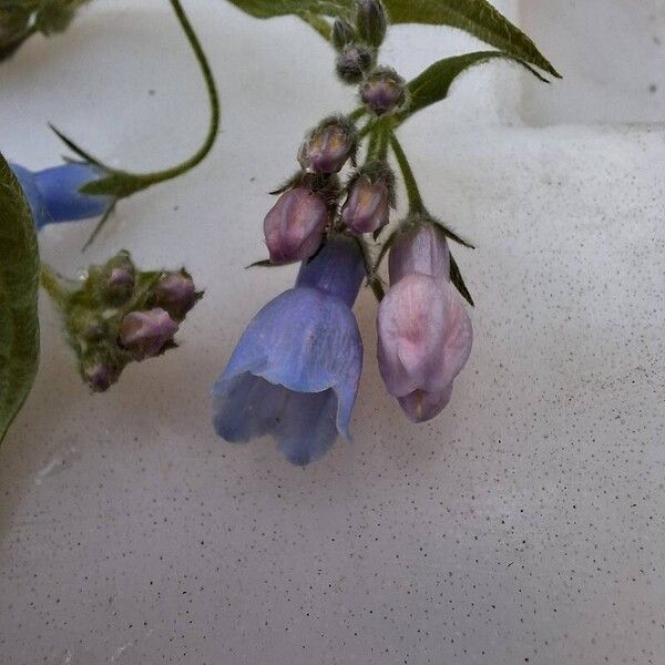 Mertensia paniculata ফুল