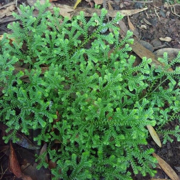 Selaginella kraussiana Blad