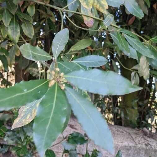 Laurus nobilis Bloem