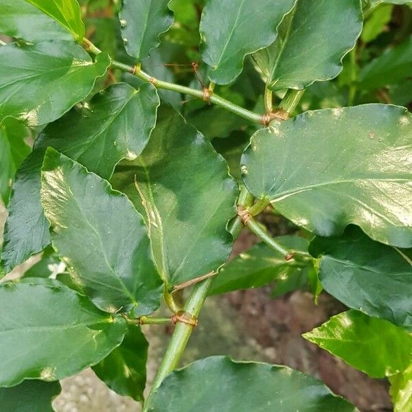 Begonia undulata Casca