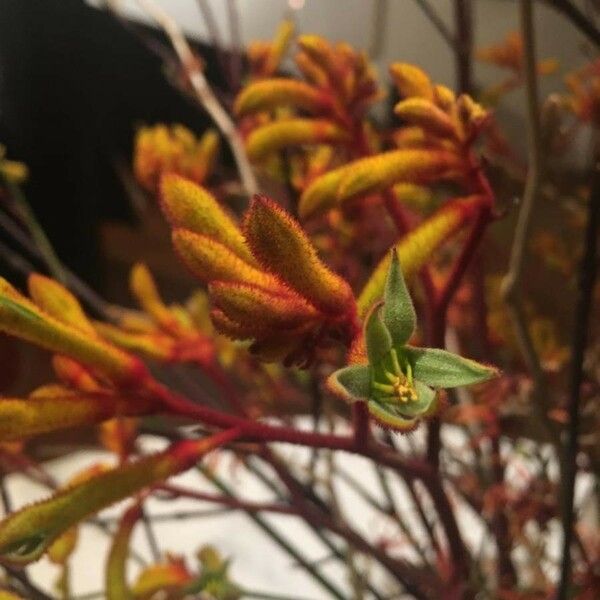 Anigozanthos flavidus Flower