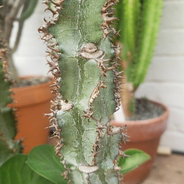 Euphorbia magnifica Bark