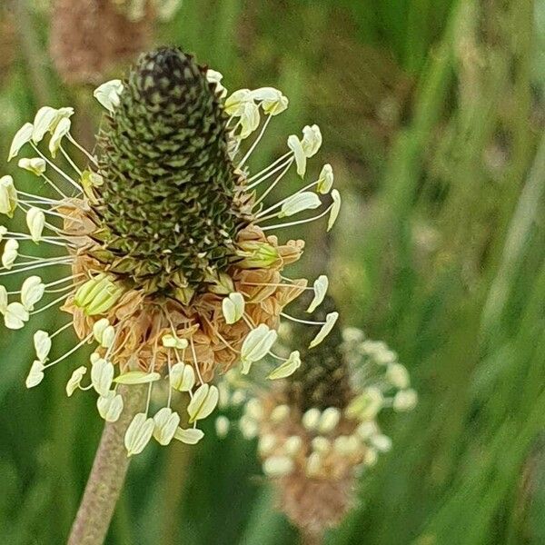 Plantago argentea Kwiat