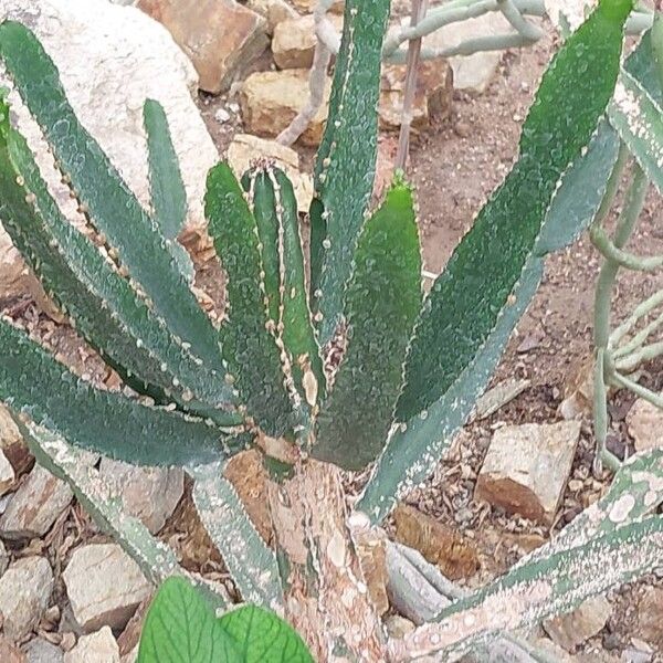 Euphorbia triangularis Hostoa