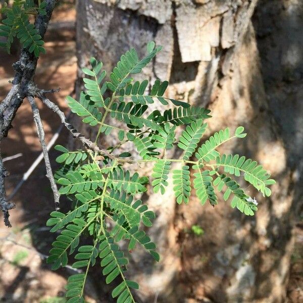 Albizia forbesii Celota