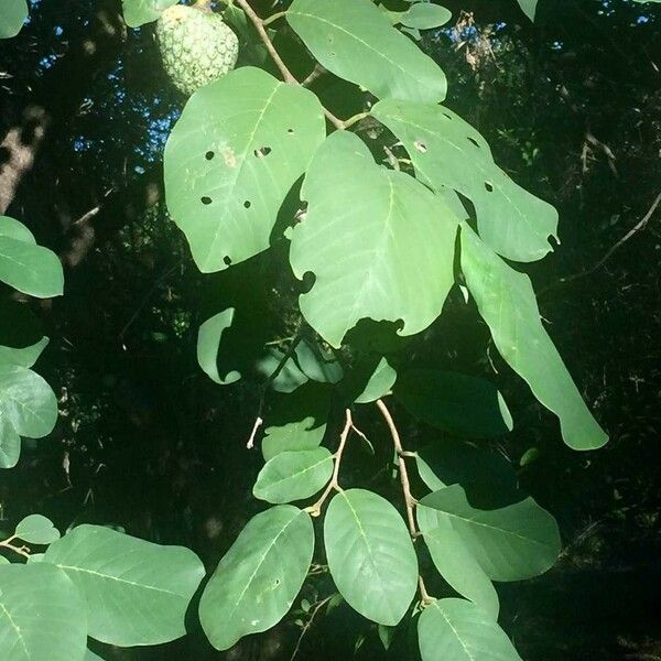 Annona senegalensis Frunză