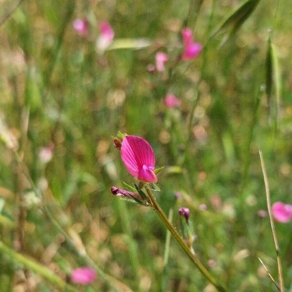 Onobrychis aequidentata फूल