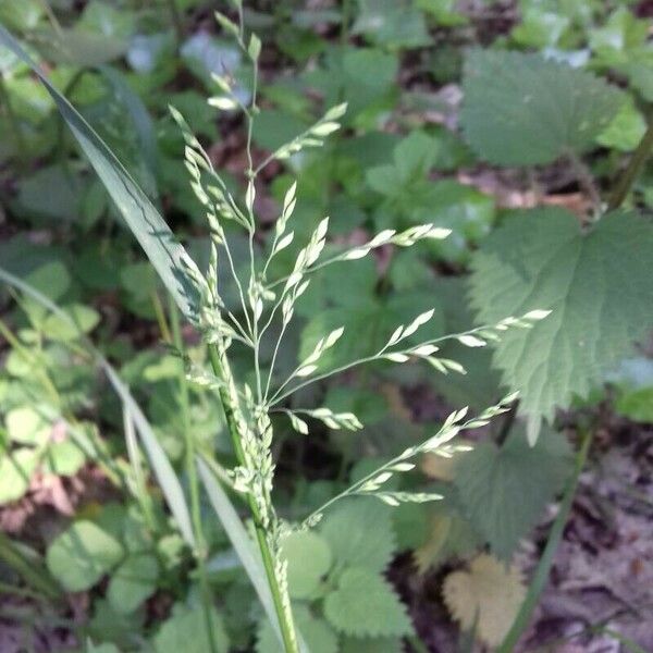 Poa trivialis Fruto