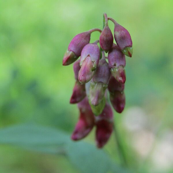 Vicia dumetorum Flower