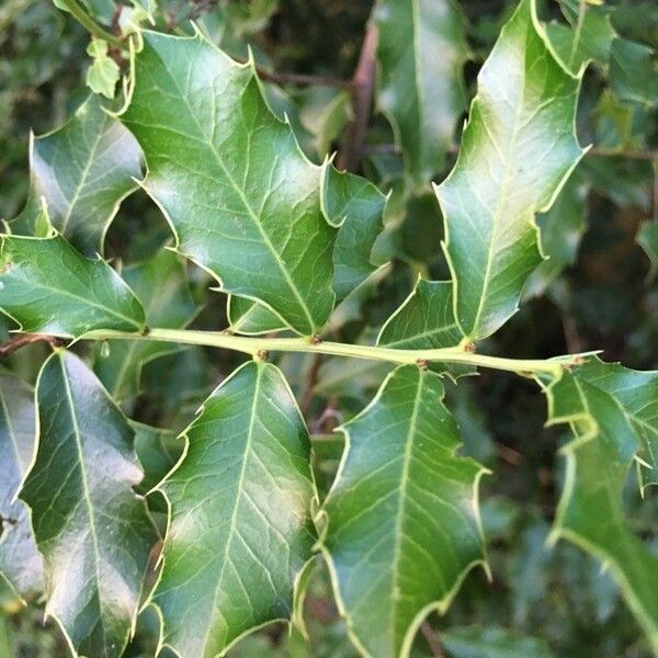 Maytenus ilicifolia Blad