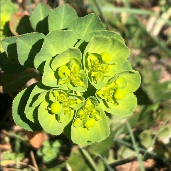 Euphorbia helioscopia Кветка