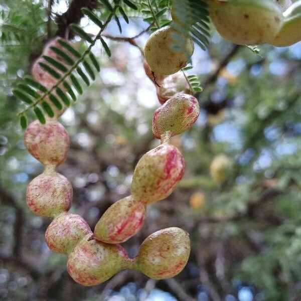 Prosopis affinis Fruit