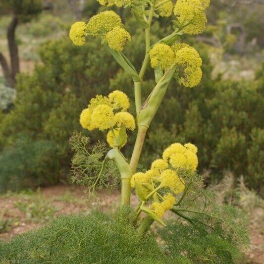 Ferula lancerotensis