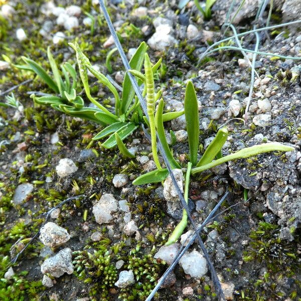 Ophioglossum lusitanicum Elinympäristö
