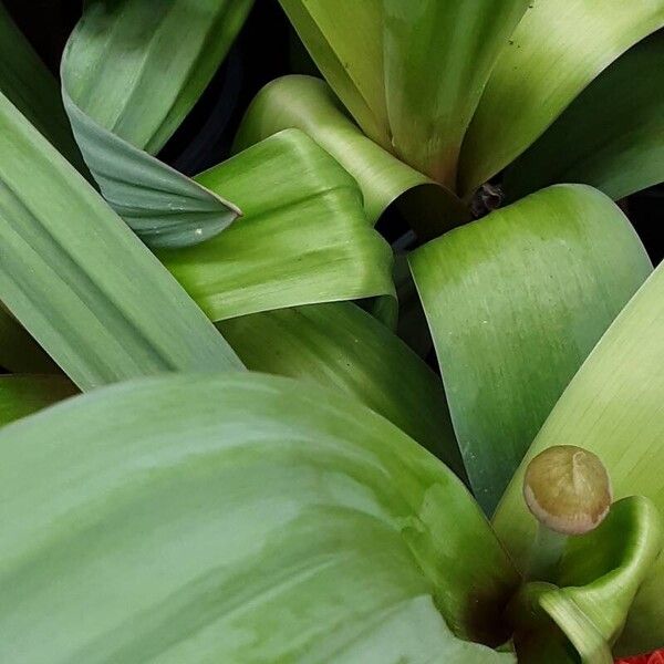 Allium giganteum ഇല