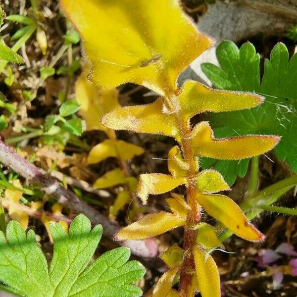 Bunias erucago Leaf