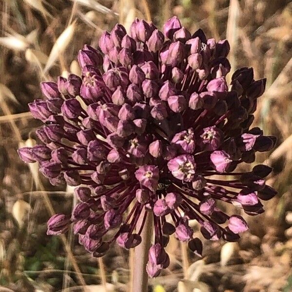 Allium ampeloprasum Цветок