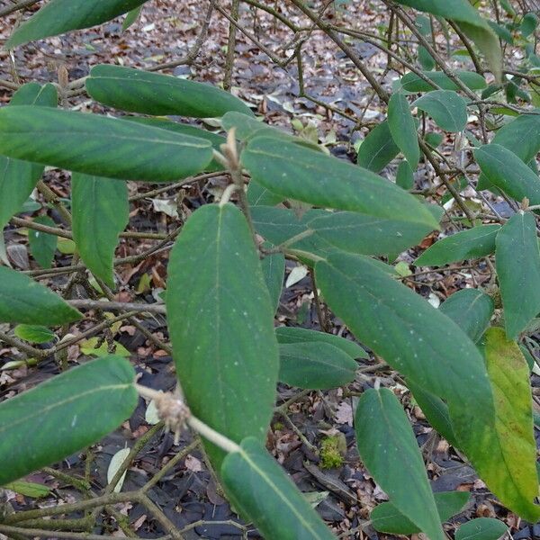 Viburnum buddleifolium List