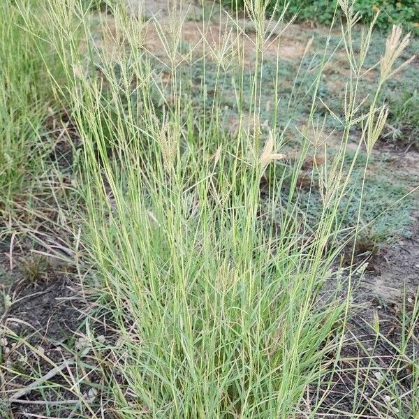 Dichanthium annulatum Habit