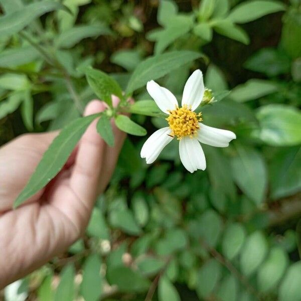 Cosmos caudatus Cvet