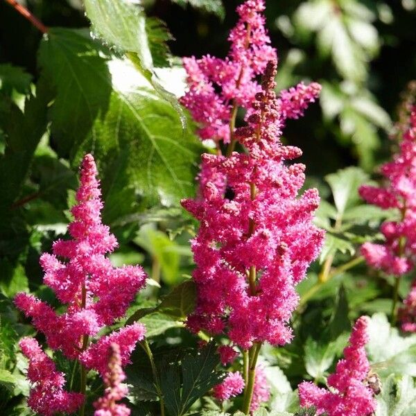 Astilbe japonica Flower