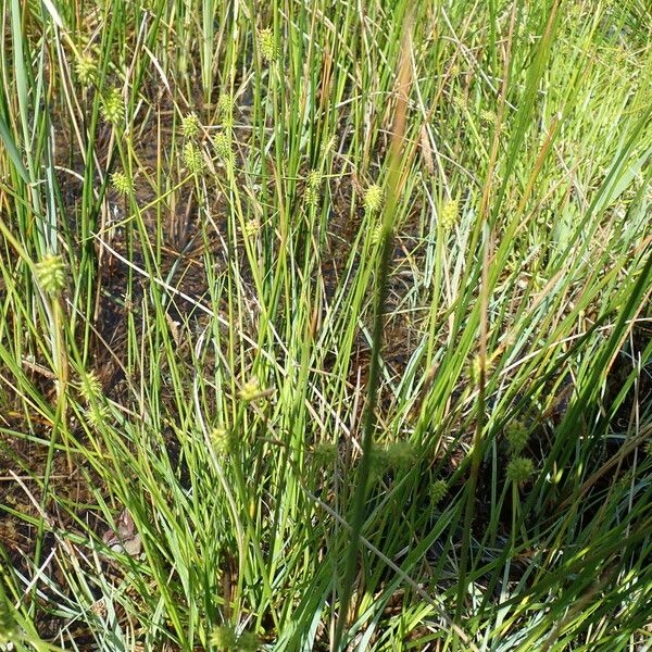 Carex oederi Floro