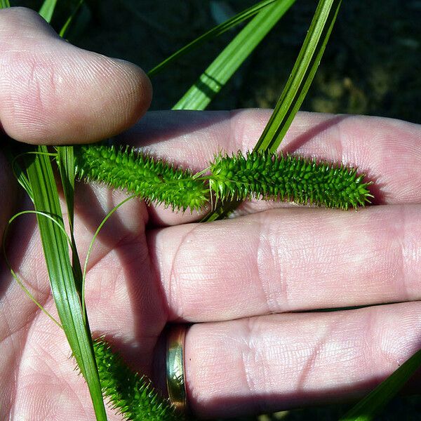 Carex pseudocyperus Habit