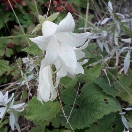 Campanula alliariifolia Flower