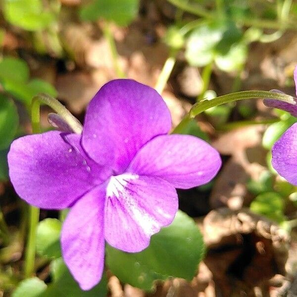 Viola reichenbachiana 花