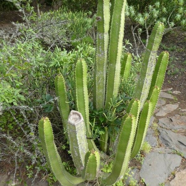 Euphorbia canariensis Leaf