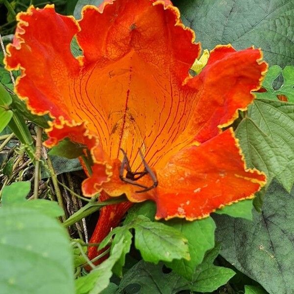 Spathodea campanulata Flower