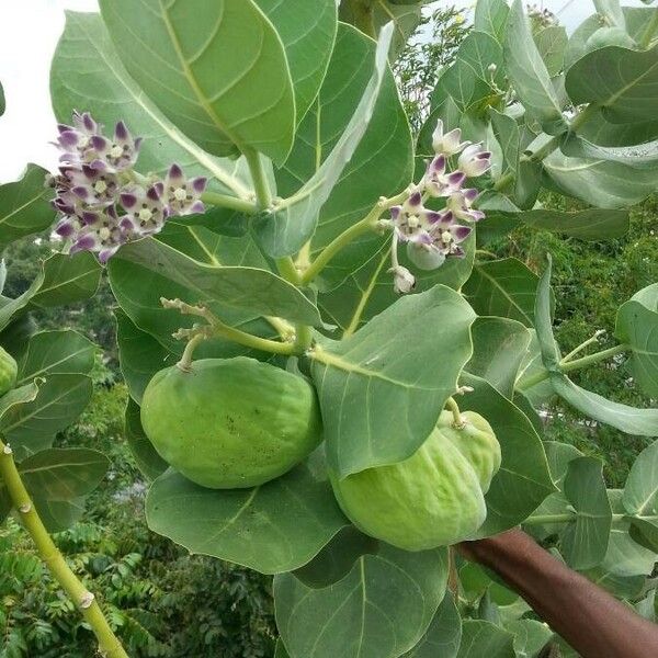 Calotropis procera Vili