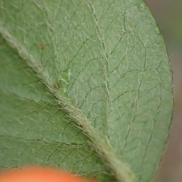 Cotoneaster simonsii Blad