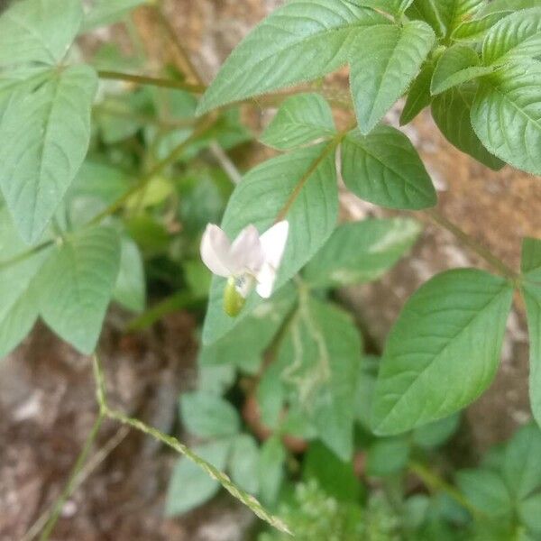 Cleome rutidosperma Flor