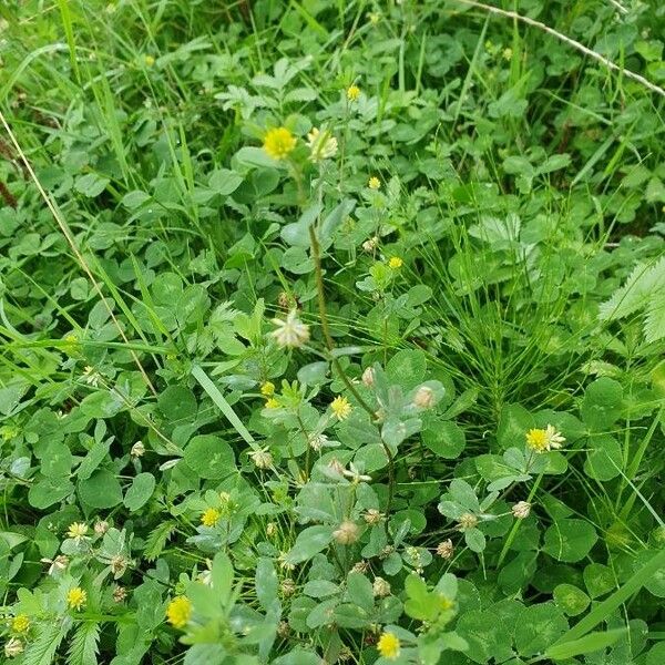 Trifolium dubium Blomst