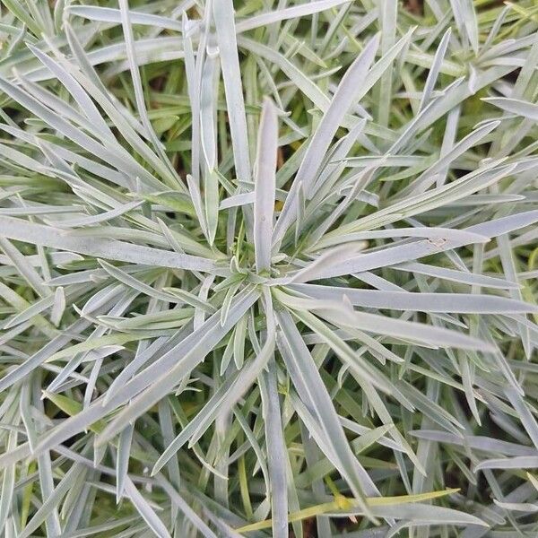 Dianthus plumarius 葉