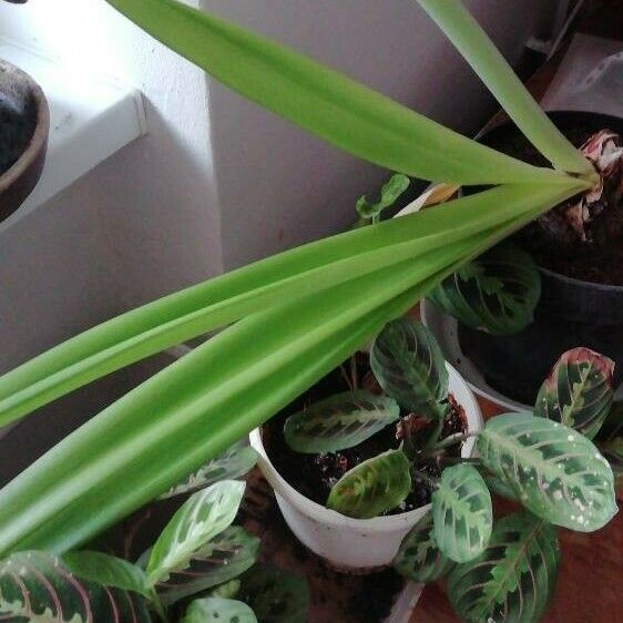 Amaryllis belladonna Leaf