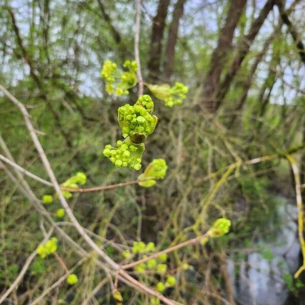 Acer opalus Blomst