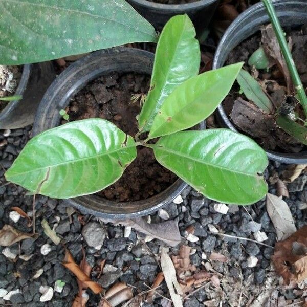 Myristica fragrans Leaf