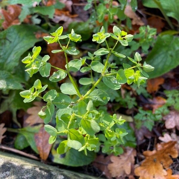 Euphorbia peplus Лист