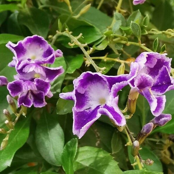 Duranta erecta Flor